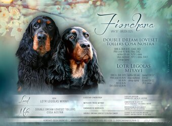 Gordon Setr – fenka s PP - Gordonsetr - Gordon Seter - 12