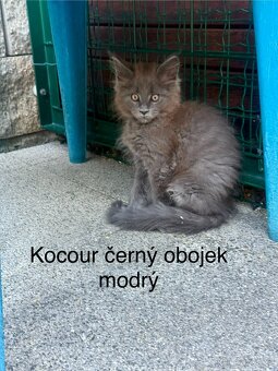 Mainská mývalí koťata - MCO - 12