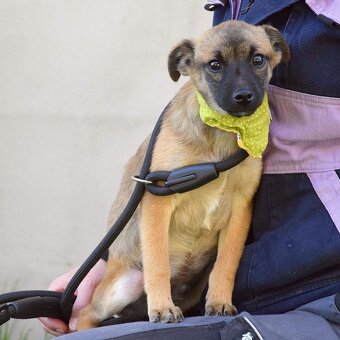 Samko hledá domov - 12