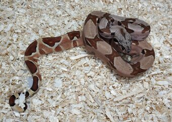 Boa imperator- Sharp Sunglow 66% het Sterling,Hypo Sterling - 12