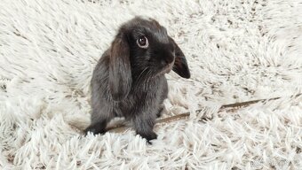 Zakrslý beránek, králíček, králík - ELLA - 12