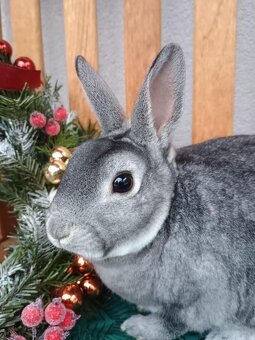 Zakrslý rex činčilový samičky - 12