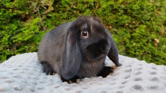 Zakrslý beránek, králíček, králík - PEGAS - 12