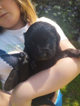 FENKA- KŘÍŽENEC, BERNSKÝ SALAŠNICKÝ X LABRADOR - 12