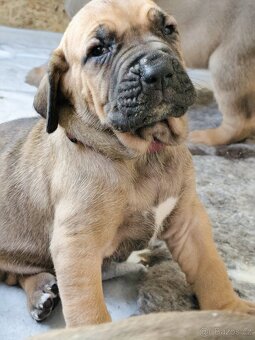 Brazilská fila - 12