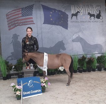 AMHA/ minihorse-valach - 12