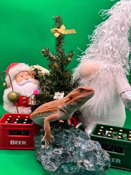 Agama Vousatá-Nejkrásnější mláďata sezóny - 12