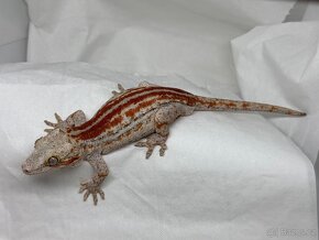 R. Auriculatus - 12