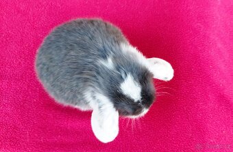 Zakrslý beránek, králíček, králík - ELIAH - 12