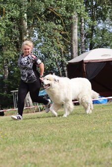 Krytí Pyrenejský horský pes - 12