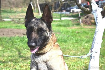 Malinoiska Naomi hledá domov - 12