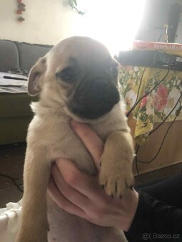 Štěňata Mops - 12