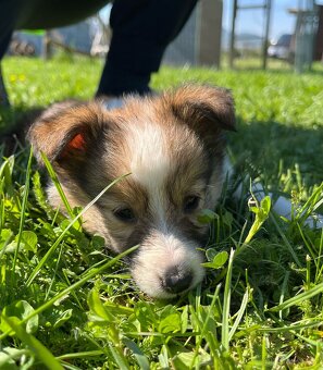 Štěňátka Sheltie/Šeltie bez PP - 12