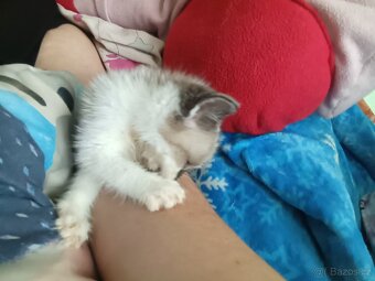 Ragdoll - 12
