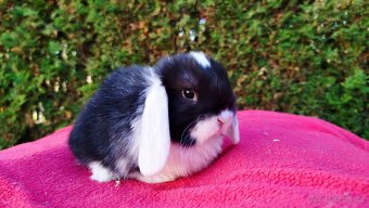 Zakrslý beránek, králíček, králík - ELIŠKA - 12