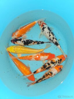 Koi 5-35cm - 12