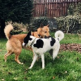 Kanaánský pes - štěňata s PP (Canaan dog) - 12
