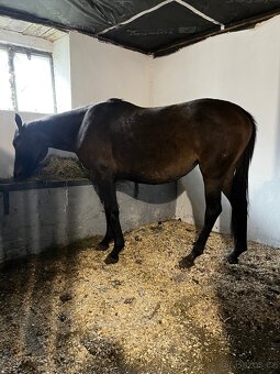 Klisna moravský teplokrevník - 12