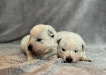 Australský honácký pes s PP - 12