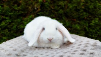 Zakrslý beránek, králíček, králík - TYMIÁN - 12