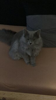 Prodej kocourka.. důvod stěhování - 12