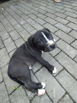 Americký stafordširský teriér : AMSTAFF - 12