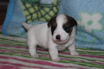 Jack Russell teriér s PP - 12