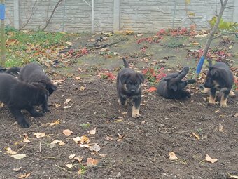 Německý ovčák - 12