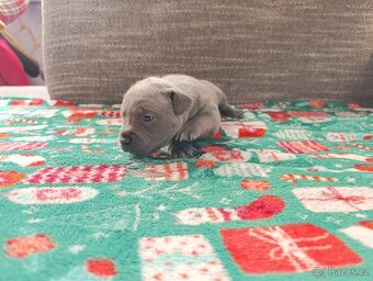 Stafordšírský bulteriér - 12