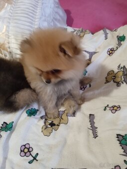 POMERANIAN - 12