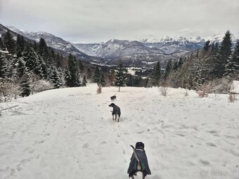 Dovolenka ze psem (alebo bez) v Slovinsku (Bohinj-Bled) - 12