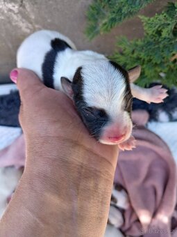 Jack russel teriér (pes) - 12