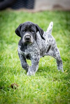 Štěňata - německý krátkosrstý ohař - 12