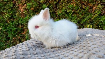 Zakrslý králík, králíček - (TEDDY) - HERBERT A HEIDY - 12
