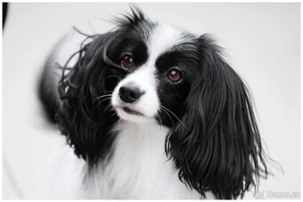 Malý kontinentální španěl / papillon - fenky phalene s PP - 12