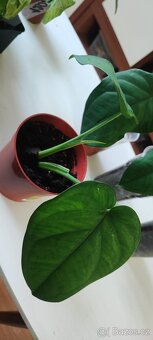 Syngonium různé druhy - 12
