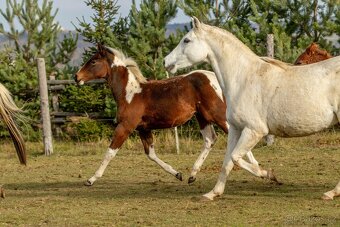 Letošní paint horse klisnička - 12