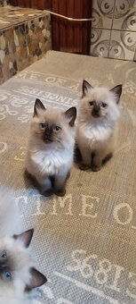 Ragdoll kotatka ,kotata - 12