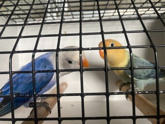 Agapornis fischeri - 12