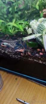 Akara cichlida papuščí endlerky krevetky - 12