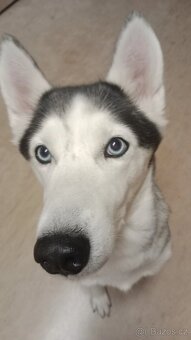 Sibiřský husky kira, prosím přečtěte si popis - 12