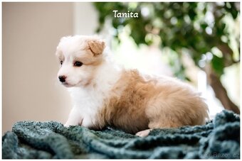 Border Collie, Border Kolia s PP FCI barva ee red - 12