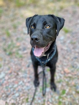 ÁRON K ADOPCI - přátelský akční mazel, vhodný k dětem - 12