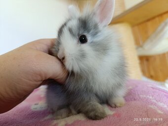 Zakrslý králík - očkovaná mláďata - 12