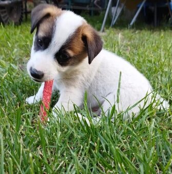 Jack Russell teriér - 12