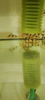 Hrotočelec prstenčitý - 12