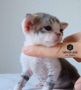 Devon rex - 12