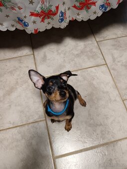 Trpasličí pinč bez PP - 12