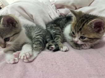 6 Rozkošných Koťátek (Máma Britka s PP x Pouliční Elegán) - 12