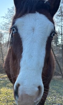 Kobylka 1,5 roku Appa x kříženec - 12